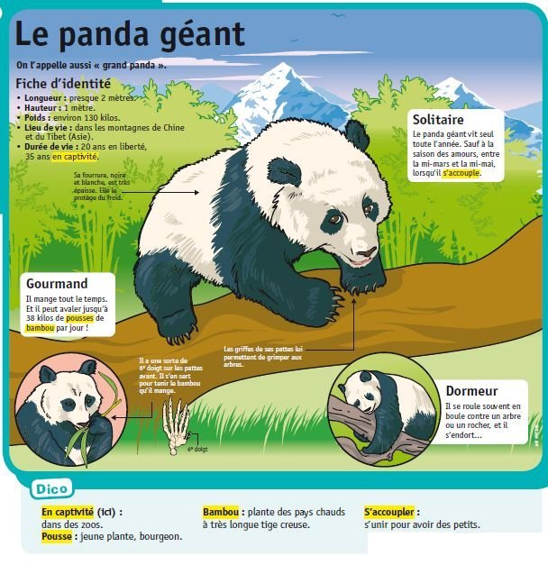 Golden Panda Casino : connexion rapide et jeux en ligne